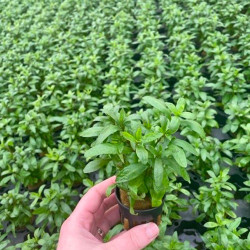 Hygrophila polysperma Pot 5cm