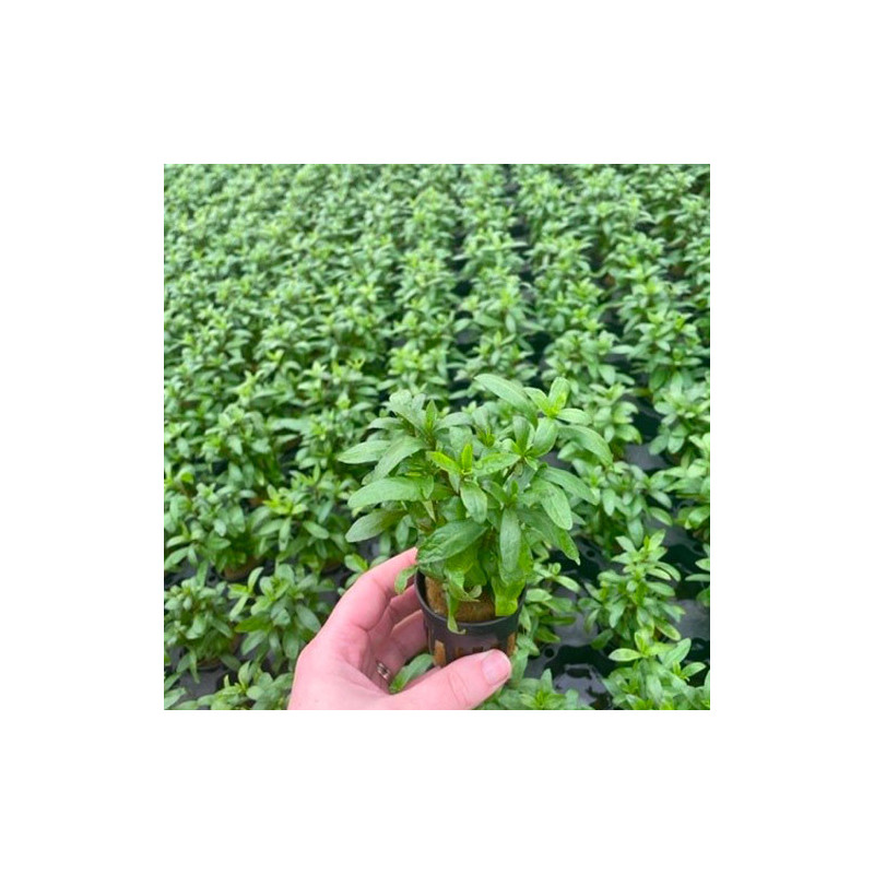 Hygrophila polysperma Pot 5cm