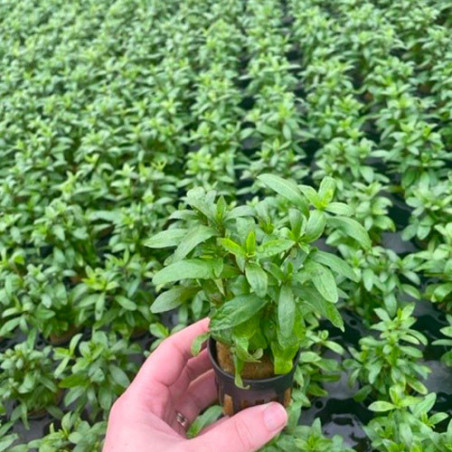 Hygrophila polysperma Pot 5cm