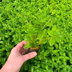 Ludwigia palustris green Pot 5cm