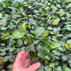 Anubias golden coin Pot 5cm