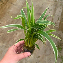 Chlorophytum bichetii Pot 5cm