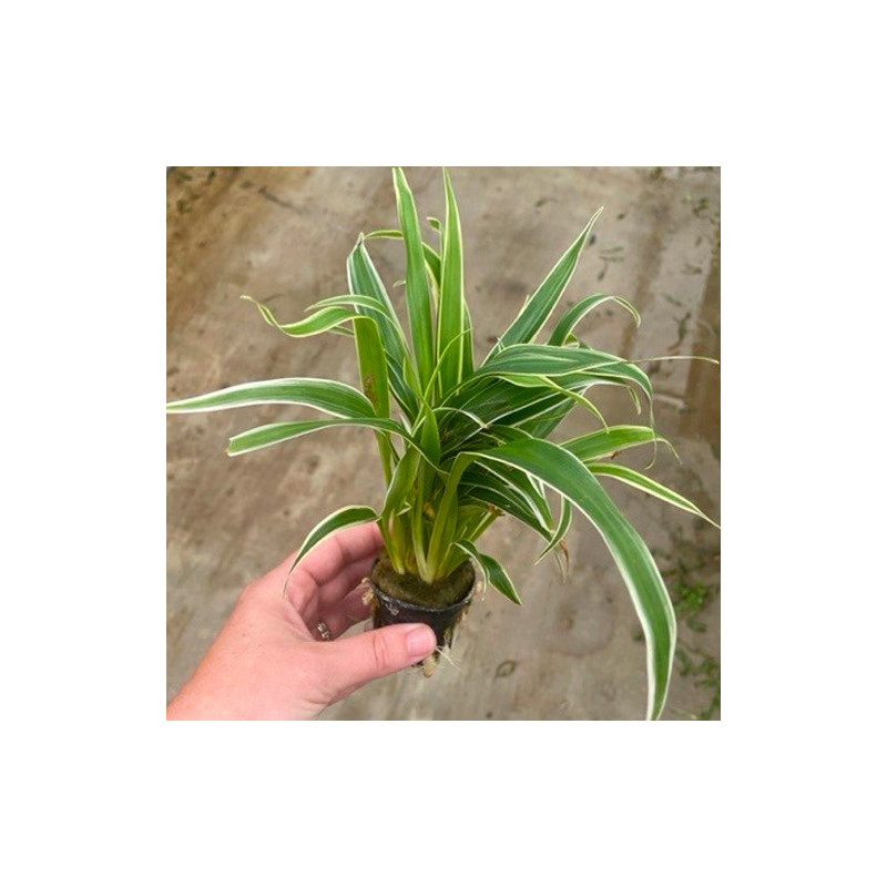 Chlorophytum bichetii Pot 5cm