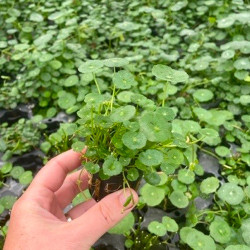 Hydrocotyle vulgaris Pot 5cm