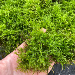 Spiky Moss Dose 80ml