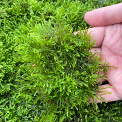 Taiwan moss Dose 80ml