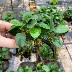 Anubias sur Pont Noix de Coco