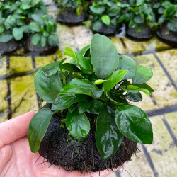 Anubias sur demi Noix de Coco