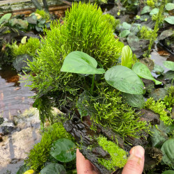 Plantes mix sur Racine Large