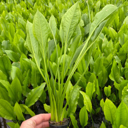 Echinodorus bleheri Pot 5cm