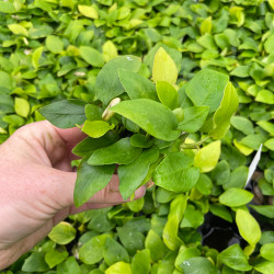 Anubias Nana Yellow Pot 5cm