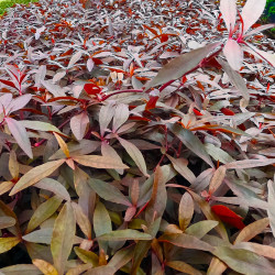 Alternanthera sessilis Bouquet