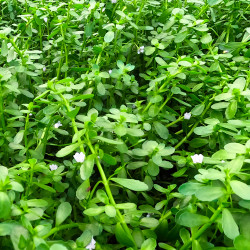 Bacopa crenata Pot 5cm