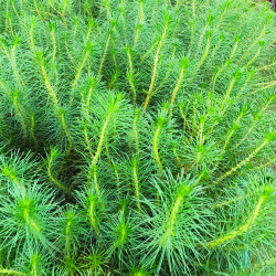 Myriophyllum propinquum...