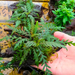 Hygrophila pinnatifida sur...