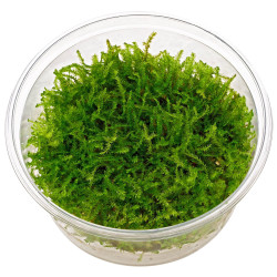 Christmas moss In Vitro 5cm