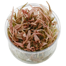 Cryptocoryne flamingo (30...