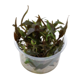 Cryptocoryne undulatus In...