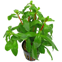 Ammania senegalensis Pot 5cm
