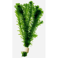 Elodea densa Bouquet