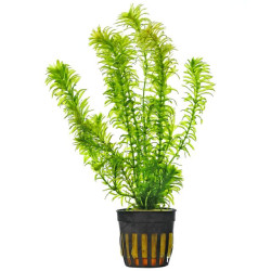 Elodea densa Pot 5cm