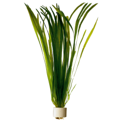 Vallisneria spiralis Bouquet