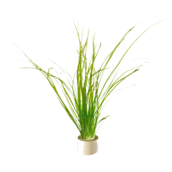 Vallisneria natans (nana)...