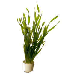 Vallisneria torta Bouquet