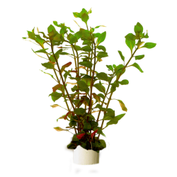 Ludwigia palustris rouge...