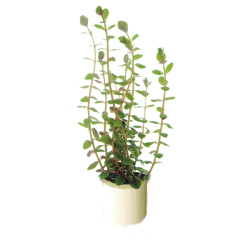 Rotala rotundifolia Bouquet