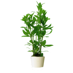 Hygrophila polysperma Bouquet