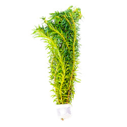 Rotala bossii (sp green)...