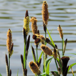 Carex panicea - Laîche...