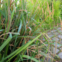 Carex pendula - Laîche...