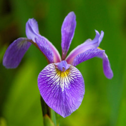 Iris versicolor POT DE 9CM...