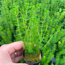 Bacopa myriophylloides Pot 5cm