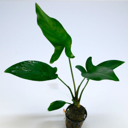 Anubias hastifolia L/XL Pot...