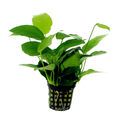 Anubias nana L/XL Pot 5cm...