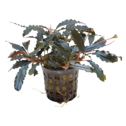 Bucephalandra biblis L/XL...