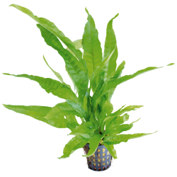 Microsorum pteropus Greens...