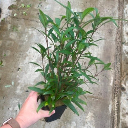 Hygrophila angustifolia Pot...