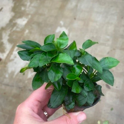 Anubias nana petite Pot 5cm