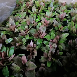 Cryptocoryne flamingo Pink...