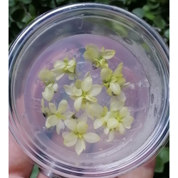 Anubias Snow White In Vitro...