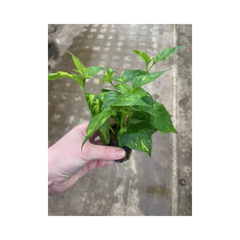 Nomaphila variegata Pot 5cm