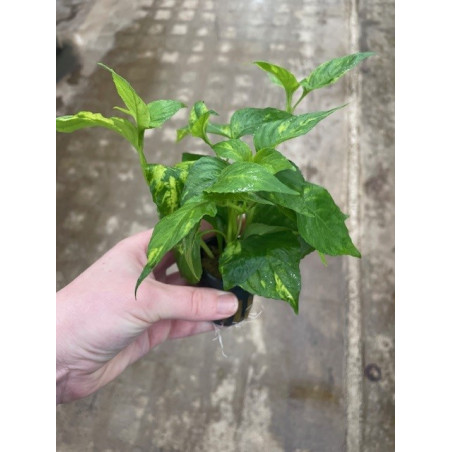 Nomaphila variegata Pot 5cm